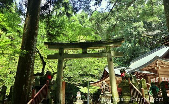 等彌神社の青紅葉