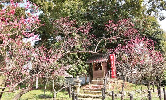 上宮天満宮の梅園