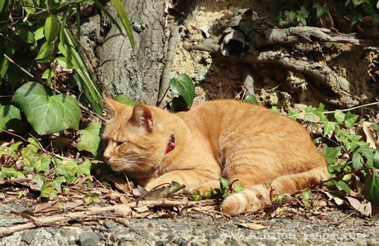 上宮天満宮の猫