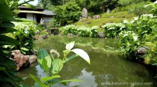京都の建仁寺塔頭の両足院