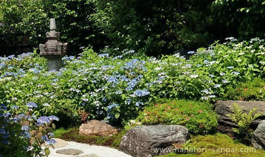 霊源院の甘茶の庭