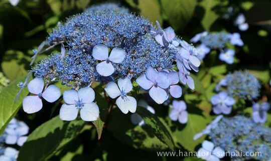 霊源院の甘茶の花