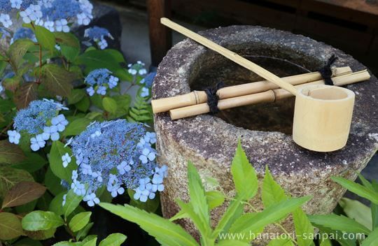 甘茶の花と手水