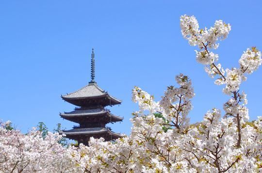 仁和寺の御室桜