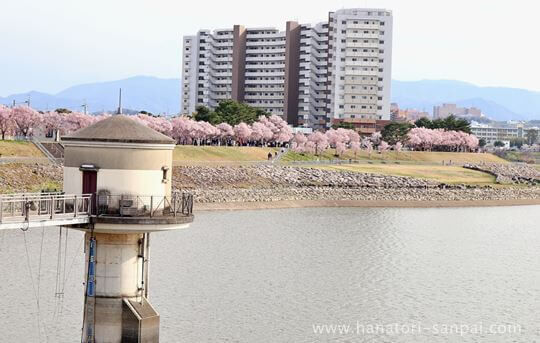 狭山池と桜