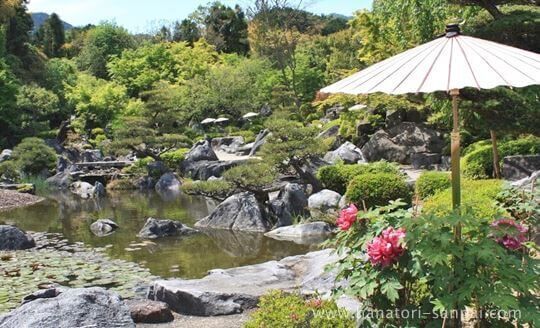 當麻寺奥院の浄土庭園に咲くボタン