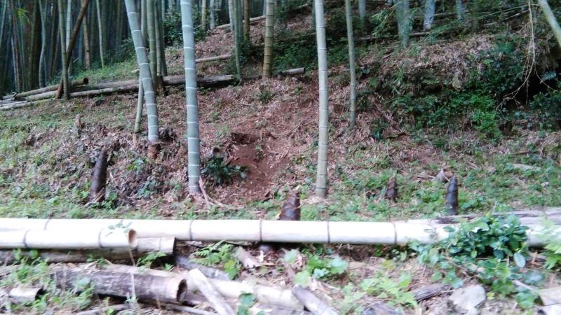 f:id:hanatosun:20170421082626j:image:w360
