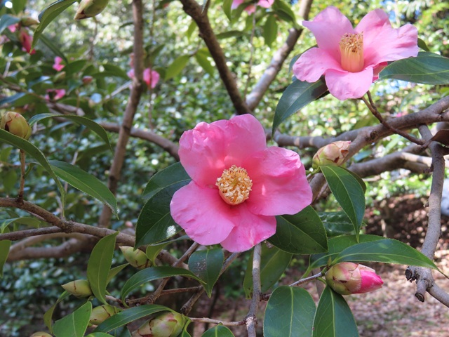 ツバキ園の椿 - 花と惑星系のブログ