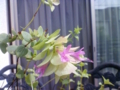 20100808092110