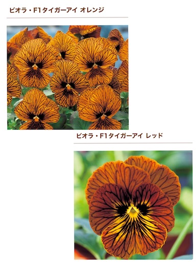 f:id:hanautabiyori:20211212165850j:image f:id:hanautabiyori:20211212165850j:image