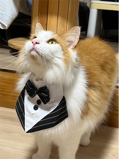 f:id:hanautabiyori:20250912100401j:image