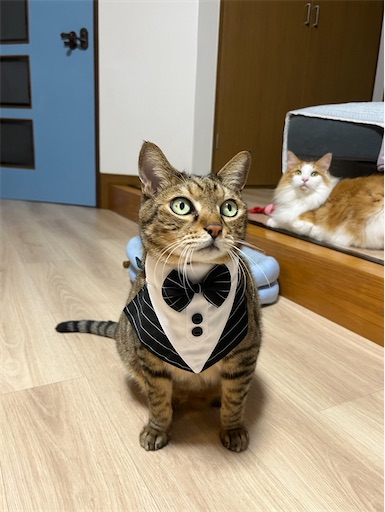 f:id:hanautabiyori:20250912100404j:image