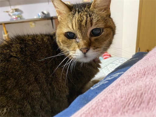 f:id:hanautabiyori:20250916141038j:image