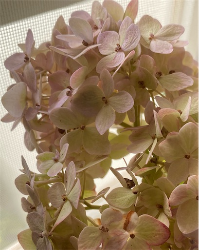 f:id:hanautabiyori:20250919132047j:image