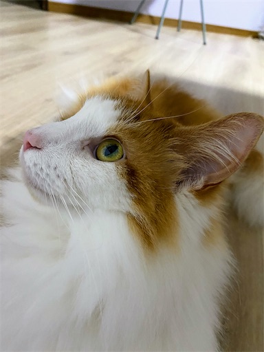 f:id:hanautabiyori:20250925151523j:image