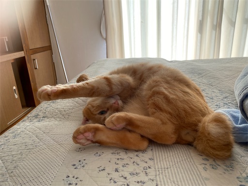 f:id:hanautabiyori:20251002152932j:image