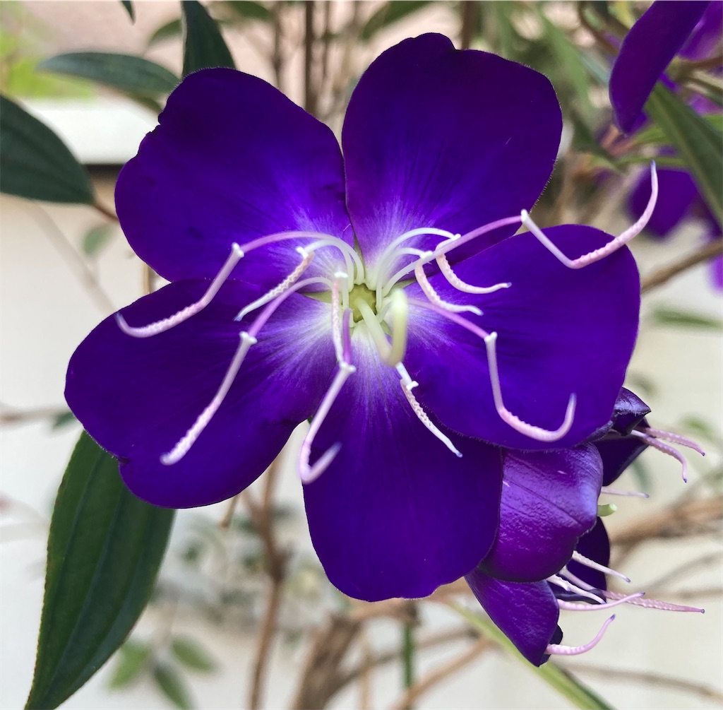 f:id:hanawantan:20221029081040j:image