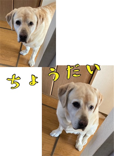 f:id:hanawantan:20221112105409j:image