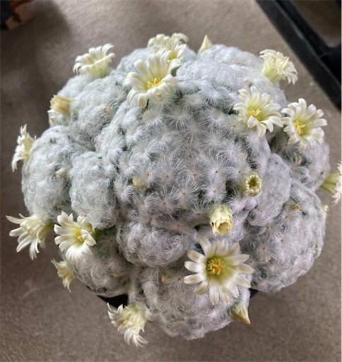マミラリア 白星 花 マミラリア・羽衣白星