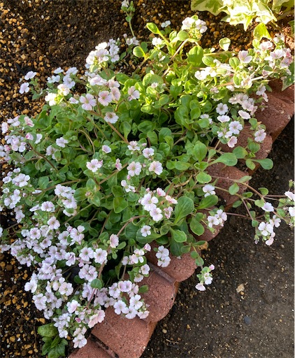 ほったらかしでも毎年楽しめる😘カーペットかすみ草 - 花ワン diary