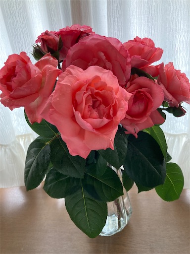 f:id:hanawantan:20230520083330j:image