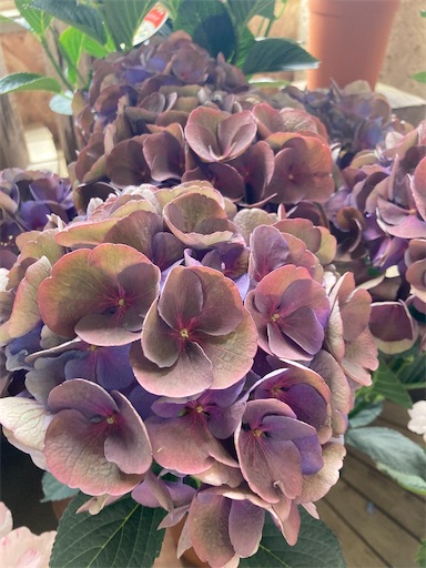 塩原園芸】アンティーク紫陽花⭐️クイーンズブラック⭐️レッド