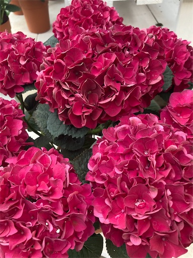 塩原園芸】アンティーク紫陽花⭐️クイーンズブラック⭐️レッド
