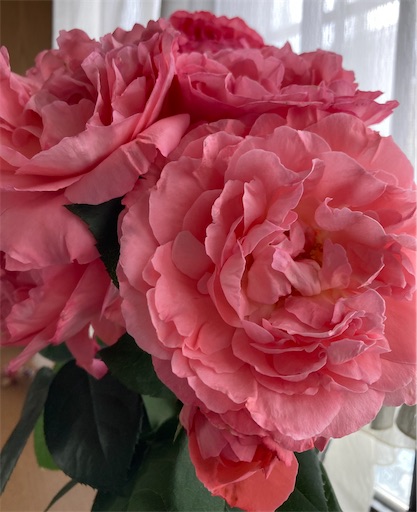 f:id:hanawantan:20230522175420j:image