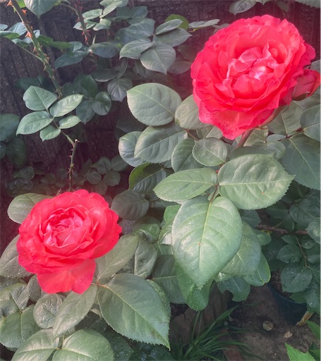 f:id:hanawantan:20230522202407j:image