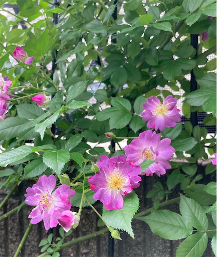 f:id:hanawantan:20230526195634j:image