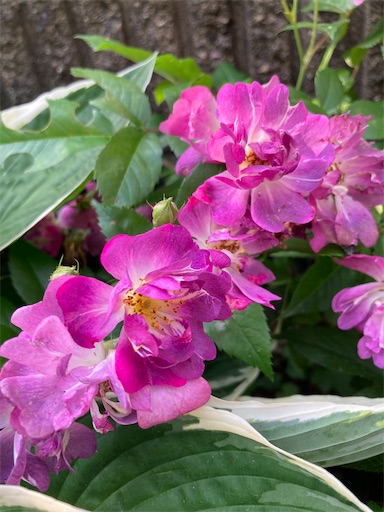 f:id:hanawantan:20230527064803j:image