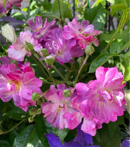 f:id:hanawantan:20230527074006j:image