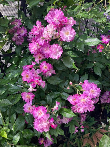 f:id:hanawantan:20230528113710j:image