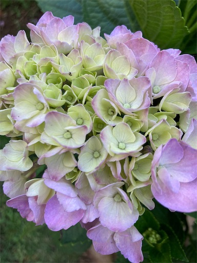 f:id:hanawantan:20230603191122j:image