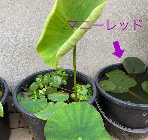 f:id:hanawantan:20230610083926j:image