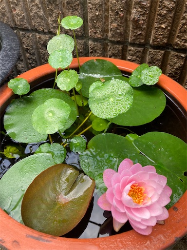 f:id:hanawantan:20230624082950j:image