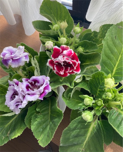 f:id:hanawantan:20230723202551j:image