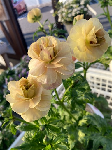 f:id:hanawantan:20231217070050j:image