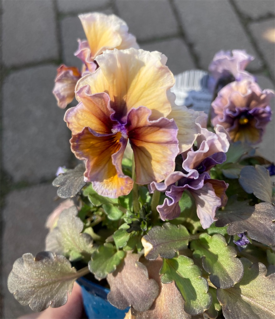 f:id:hanawantan:20240220181927j:image