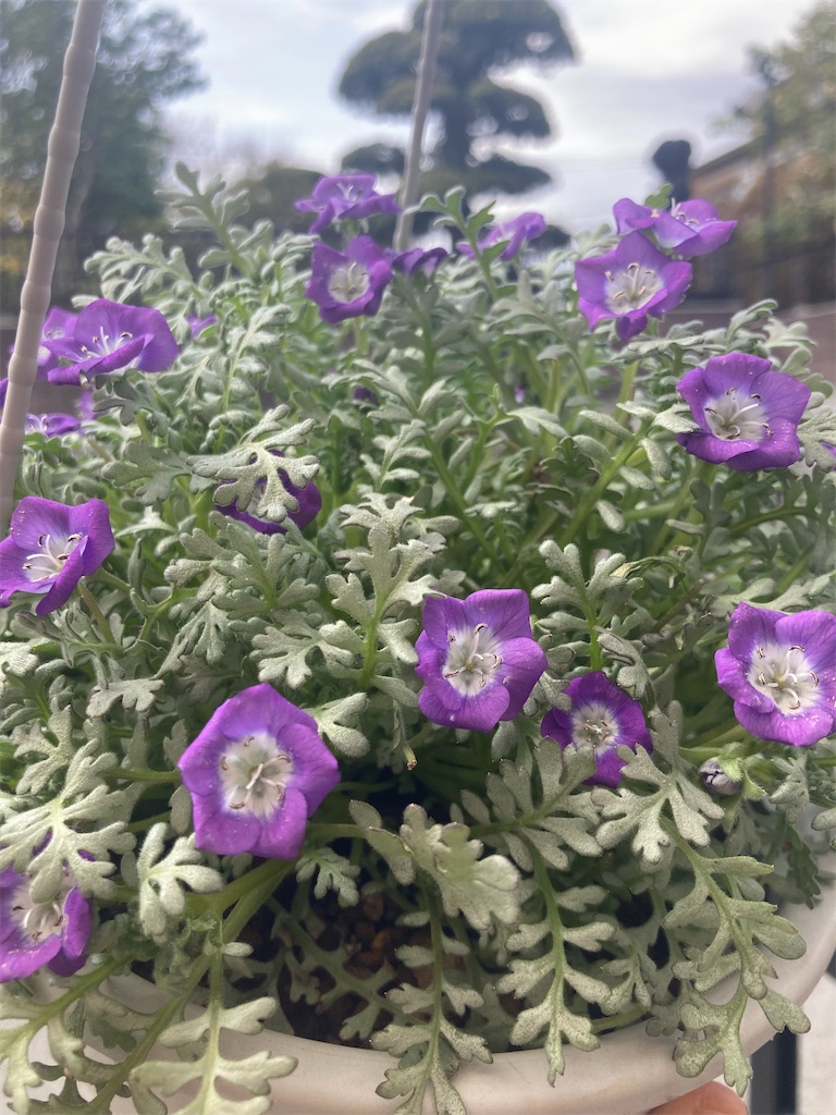 ネモフィラ・Z 人気です。｜田舎の花屋