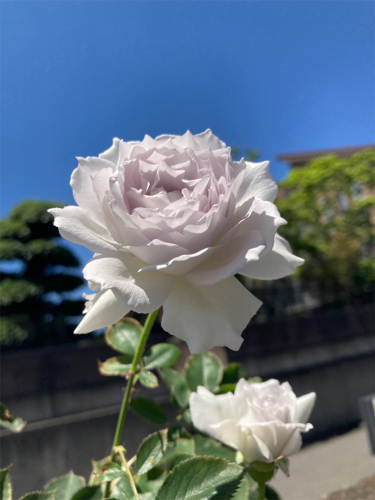 f:id:hanawantan:20240514222056j:image