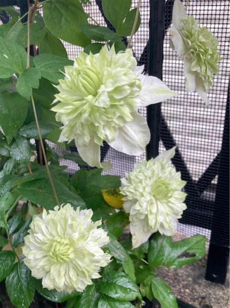 f:id:hanawantan:20240523195526j:image
