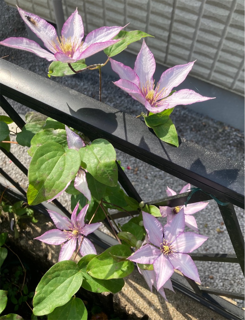 f:id:hanawantan:20240523195722j:image