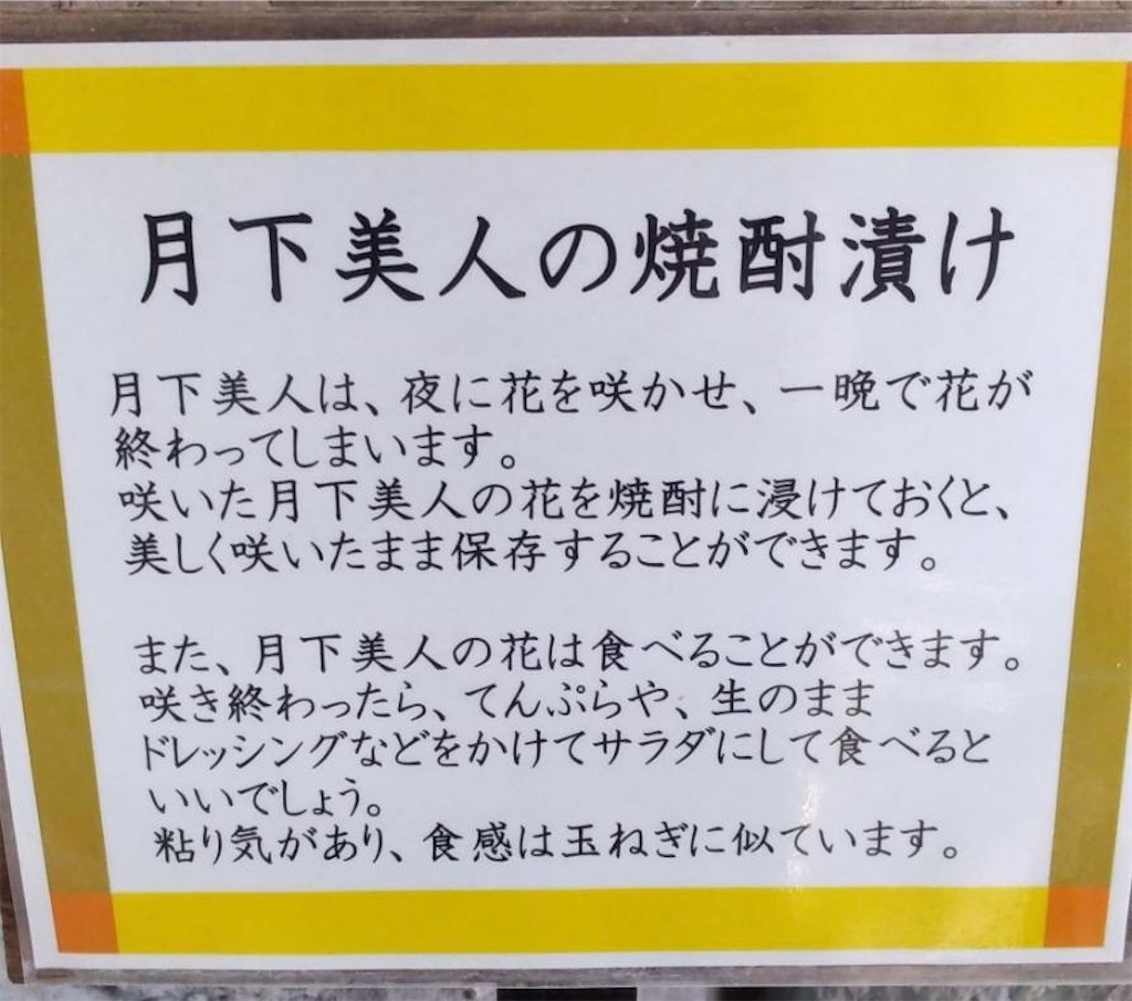 f:id:hanawantan:20240608225214j:image