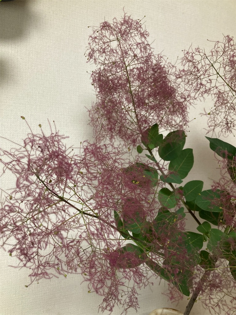 f:id:hanawantan:20240615104222j:image