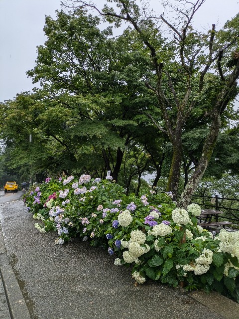 f:id:hanawantan:20240626210316j:image
