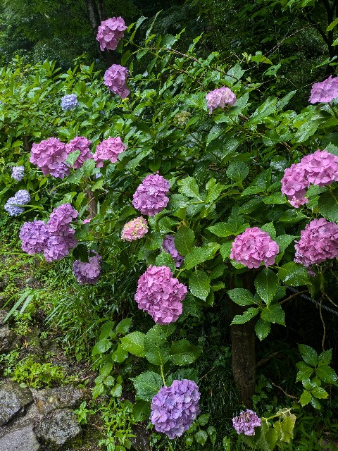 f:id:hanawantan:20240626211319j:image