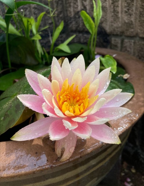 f:id:hanawantan:20240702220931j:image