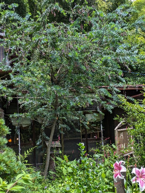 f:id:hanawantan:20240703200013j:image
