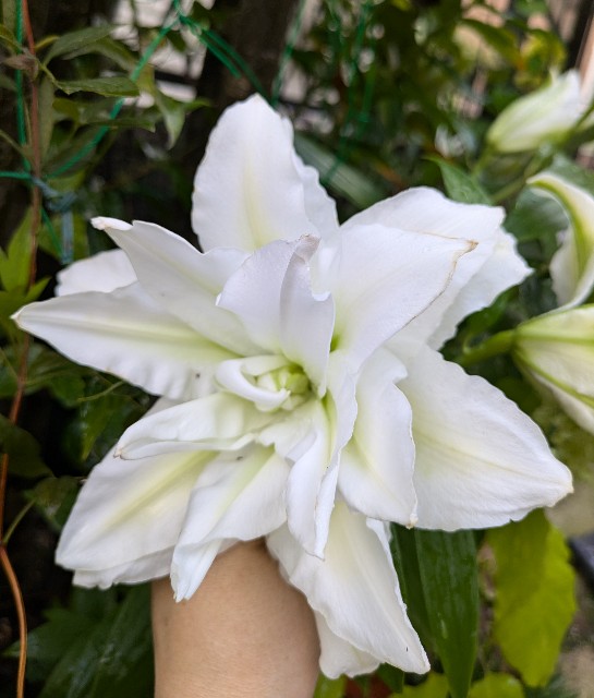 f:id:hanawantan:20240705193109j:image